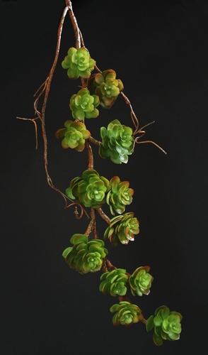 Echeveria Garland 85 cm Multicolor 